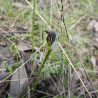 Pterostylis pedunculata (Maroonhood) at Mount Jerrabomberra QP - 24 Sep 2021 by Liam.m