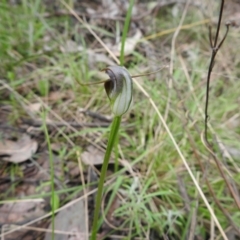 Pterostylis pedunculata at Jerrabomberra, NSW - suppressed