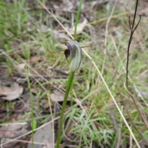 Pterostylis pedunculata at Jerrabomberra, NSW - suppressed