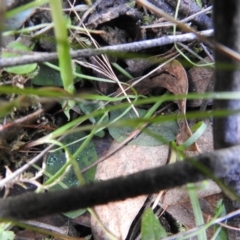 Pterostylis pedunculata at Jerrabomberra, NSW - suppressed