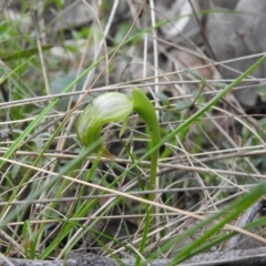 Pterostylis nutans (Nodding Greenhood) at Jerrabomberra, NSW - 24 Sep 2021 by Liam.m