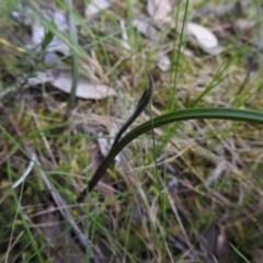 Thelymitra sp. (A Sun Orchid) at Jerrabomberra, NSW - 24 Sep 2021 by Liam.m