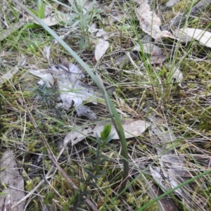 Thelymitra sp. at Jerrabomberra, NSW - 24 Sep 2021