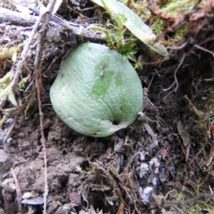 Cyrtostylis reniformis (Common Gnat Orchid) at Mount Jerrabomberra QP - 24 Sep 2021 by Liam.m