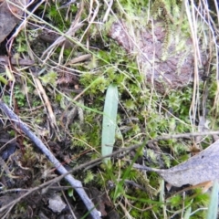 Glossodia major (Wax Lip Orchid) at Jerrabomberra, NSW - 24 Sep 2021 by Liam.m