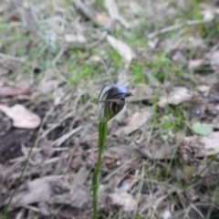 Pterostylis pedunculata (Maroonhood) at Jerrabomberra, NSW - 24 Sep 2021 by Liam.m