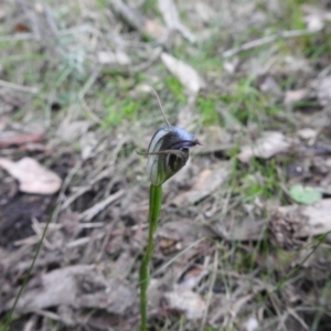 Pterostylis pedunculata at Jerrabomberra, NSW - 24 Sep 2021