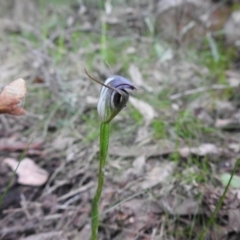 Pterostylis pedunculata at Jerrabomberra, NSW - 24 Sep 2021