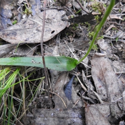 Glossodia major (Wax Lip Orchid) at Jerrabomberra, NSW - 24 Sep 2021 by Liam.m