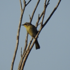 Lichenostomus cratitius (Purple-gaped Honeyeater) at Kamarooka, VIC - 26 May 2019 by Liam.m