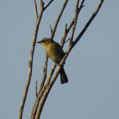 Lichenostomus cratitius (Purple-gaped Honeyeater) at Greater Bendigo National Park - 27 May 2019 by Liam.m