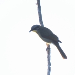 Lichenostomus cratitius at Kamarooka, VIC - 27 May 2019 08:33 AM