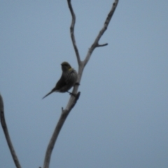 Ptilotula ornata (Yellow-plumed Honeyeater) at Kamarooka, VIC - 26 May 2019 by Liam.m