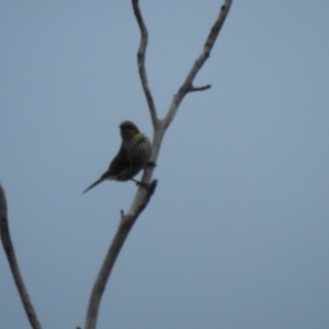 Ptilotula ornata at Kamarooka, VIC - 26 May 2019 04:52 PM