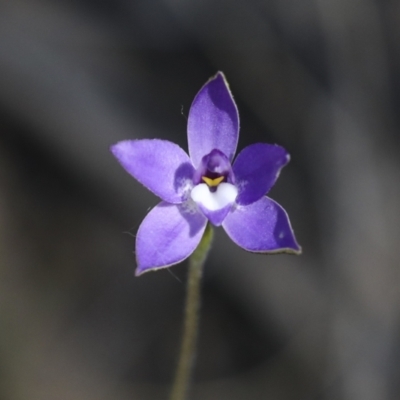 Glossodia major (Wax Lip Orchid) at Bruce Ridge to Gossan Hill - 23 Sep 2021 by AlisonMilton