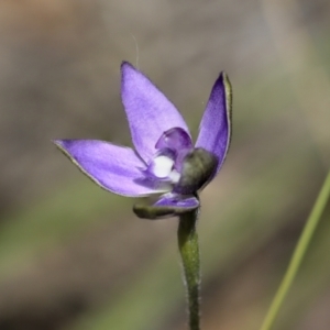 Glossodia major at Bruce, ACT - 23 Sep 2021