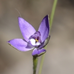 Glossodia major at Bruce, ACT - 23 Sep 2021