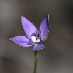 Glossodia major at Bruce, ACT - 23 Sep 2021