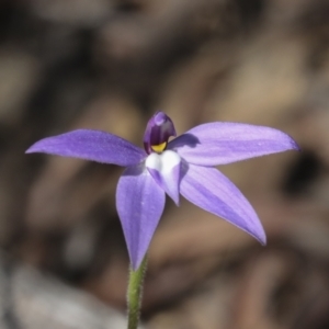 Glossodia major at Bruce, ACT - 23 Sep 2021