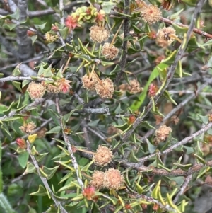 Acacia gunnii at Moncrieff, ACT - 24 Sep 2021