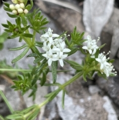 Asperula conferta (Common Woodruff) at Moncrieff, ACT - 24 Sep 2021 by JaneR