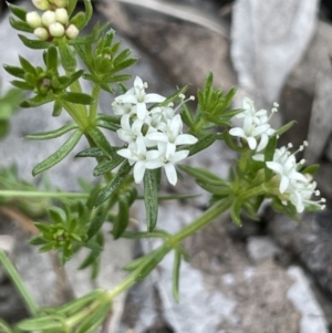 Asperula conferta at Moncrieff, ACT - 24 Sep 2021