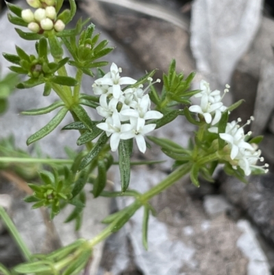 Asperula conferta (Common Woodruff) at Moncrieff, ACT - 24 Sep 2021 by JaneR