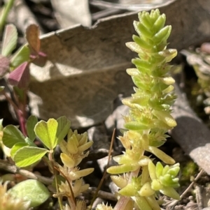 Crassula sieberiana at Moncrieff, ACT - 24 Sep 2021 03:16 PM