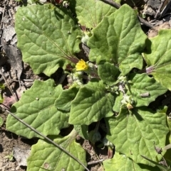 Cymbonotus sp. (preissianus or lawsonianus) (Bears Ears) at Moncrieff, ACT - 24 Sep 2021 by JaneR