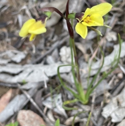 Diuris chryseopsis (Golden Moth) at Moncrieff, ACT - 24 Sep 2021 by JaneR