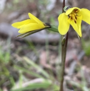 Diuris chryseopsis at Moncrieff, ACT - suppressed