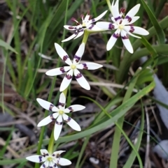 Wurmbea dioica subsp. dioica (Early Nancy) at Holt, ACT - 22 Sep 2021 by drakes
