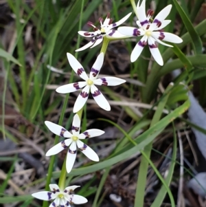 Wurmbea dioica subsp. dioica at Holt, ACT - 22 Sep 2021