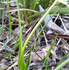 Wurmbea dioica subsp. dioica at Holt, ACT - 22 Sep 2021 09:14 AM