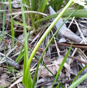 Wurmbea dioica subsp. dioica at Holt, ACT - 22 Sep 2021