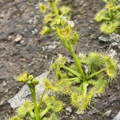 Drosera sp. (A Sundew) at Moncrieff, ACT - 24 Sep 2021 by JaneR