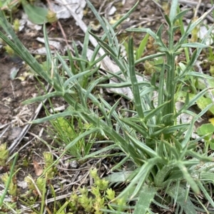 Eryngium ovinum at Moncrieff, ACT - 24 Sep 2021