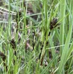 Schoenus apogon (Common Bog Sedge) at Moncrieff, ACT - 24 Sep 2021 by JaneR