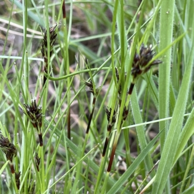 Schoenus apogon (Common Bog Sedge) at Moncrieff, ACT - 24 Sep 2021 by JaneR