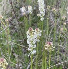 Stackhousia monogyna (Creamy Candles) at Moncrieff, ACT - 24 Sep 2021 by JaneR