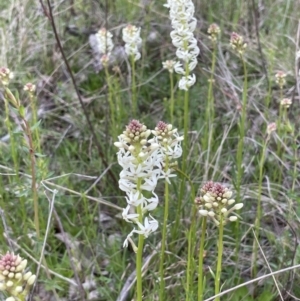 Stackhousia monogyna at Moncrieff, ACT - 24 Sep 2021