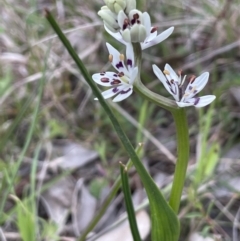 Wurmbea dioica subsp. dioica at Moncrieff, ACT - 24 Sep 2021