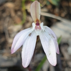 Caladenia fuscata (Dusky fingers) at Holt, ACT - 21 Sep 2021 by drakes