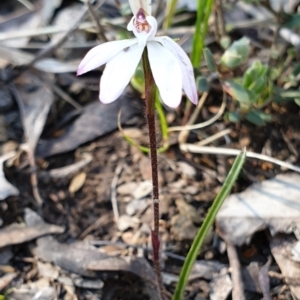 Caladenia fuscata at Holt, ACT - 22 Sep 2021