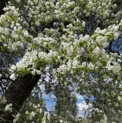 Pyrus ussuriensis at Amaroo, ACT - 24 Sep 2021