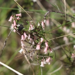 Cryptandra amara (Bitter Cryptandra) at Cook, ACT - 22 Sep 2021 by Tammy