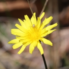 Lehtinelagia prasina (Leek-green flower spider) at Cook, ACT - 22 Sep 2021 by Tammy