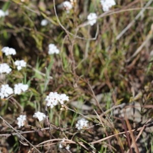 Leucopogon virgatus at Cook, ACT - 22 Sep 2021