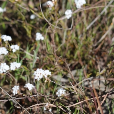 Leucopogon virgatus (Common Beard-heath) at Cook, ACT - 22 Sep 2021 by Tammy