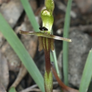 Chiloglottis trapeziformis at Acton, ACT - suppressed